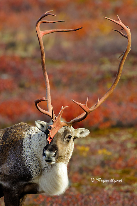 Barrenground Caribou Bull 134 by Dr. Wayne Lynch &copy;